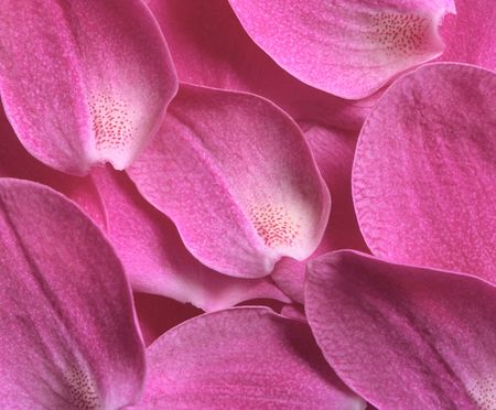 The butterfly is blue.の写真素材