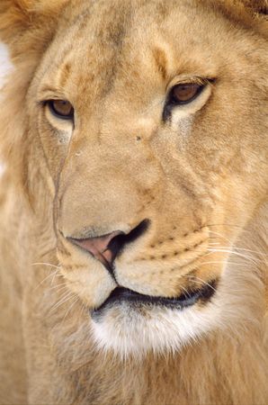 lion close-upの写真素材