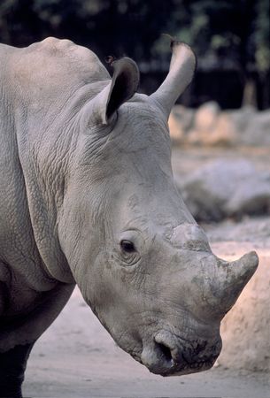 rhinocerosの写真素材
