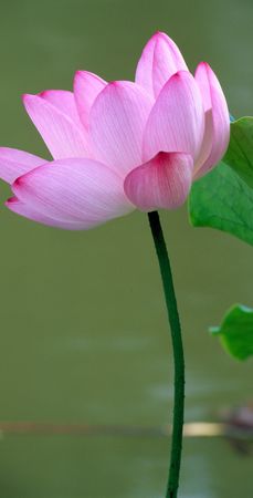 close up of water lilyの写真素材