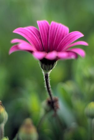 pink african daisyの写真素材