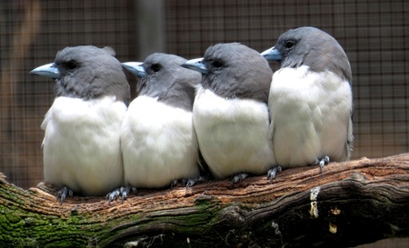 Four birds looking to the right!の写真素材