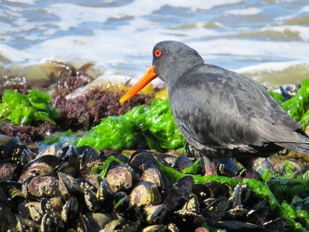 Dinner time for the Oyster Catcher!の写真素材