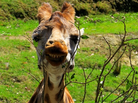 Say Cheese!の写真素材