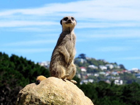 On Guard!の写真素材