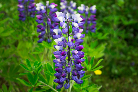Purple Lupinus Nootkatensis near the town of Blonduos, Iceland.の写真素材