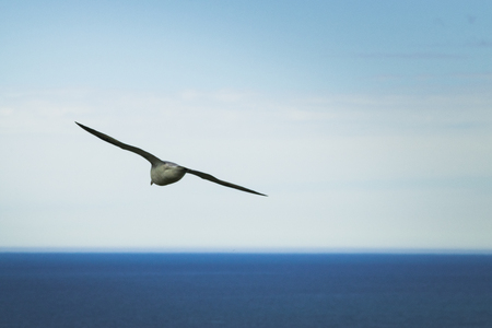 Seagull flying off the East coast of Iceland.