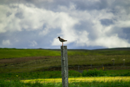 Redshank perched atop a fencepost in Iceland.の写真素材