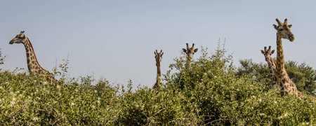 Giraffes in shrubberyの写真素材