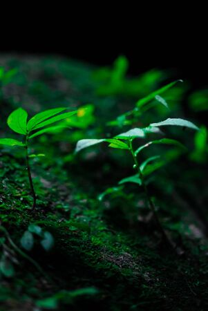 Single leaves in front of pure darkness