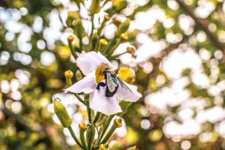 Insect flying in flower Bali, Indonesia