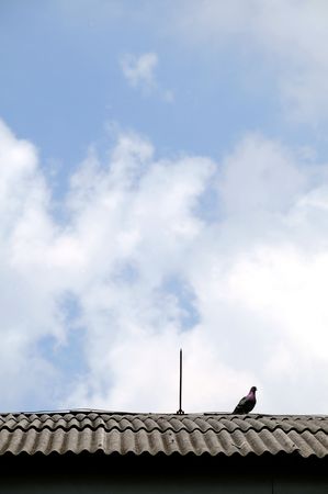 pigeon on the roofの写真素材