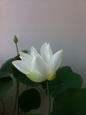 Blooming lotus flower. の素材