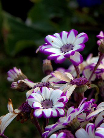 Beautiful Colorful Tulip and Flowers field in Srinagar, Kashmir  with a mountain viewの写真素材