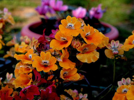 Beautiful Colorful Tulip and Flowers field in Srinagar, Kashmir  with a mountain viewの写真素材