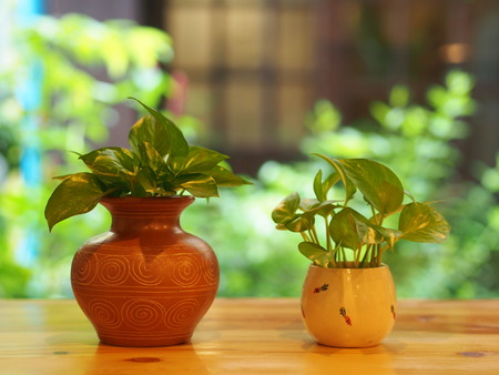 Betel Plant with a glass, cup , vast  in minimal style with wooden table.の写真素材