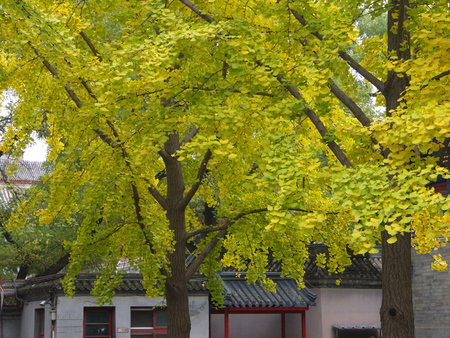Gingko leaves and Trees in different view. Taken in Beijing , China.