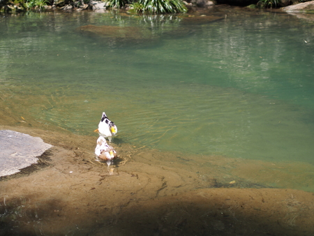 Lovely Couple Duck at the river in the local village nearby three gorges dam. Travel in Yichang City, Hubei Province, China in 2014, 11th April.のeditorial素材