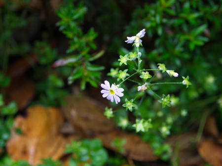 Oxeye Daisy Leucanthemum vulgare. Flowers in Himalaya Mountain. Indiaの写真素材