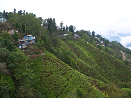 Darjeeling , INDIA , 15th APRIL 2011 : Aerial View from cable car with TEA Plantation in Darjeeling City, Indiaのeditorial素材
