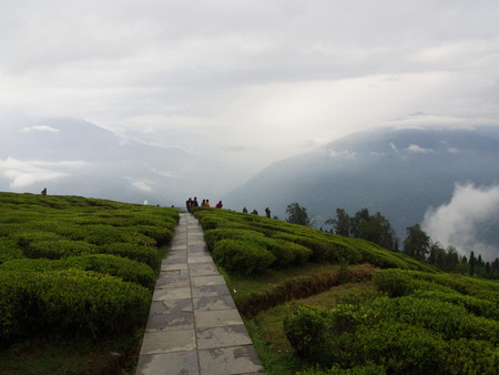 Darjeeling  City, INDIA , 15th APRIL 2011 : The Most Famous TEA Plantation in Darjeeling City, Indiaの写真素材