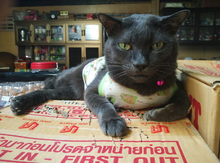 Thai Cat in many action. Siamese Cat in the local villageのeditorial素材
