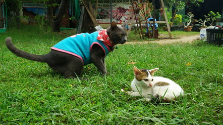 Thai Cat in many action. Siamese Cat in the local villageのeditorial素材