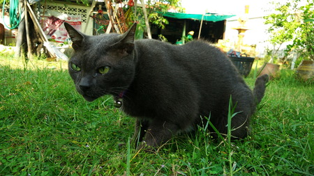 Thai Cat in many action. Siamese Cat in the local villageのeditorial素材