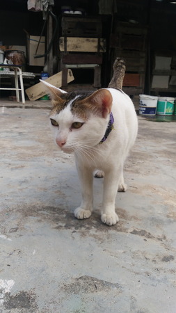 Thai Cat in many action. Siamese Cat in the local villageのeditorial素材