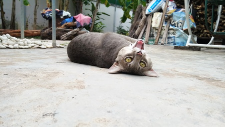 Thai Cat in many action. Siamese Cat in the local villageのeditorial素材