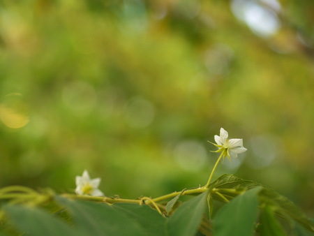 Flower of Flacourtia rukam Tree with Natural Morning Light and Green Nature Background in Thailandの写真素材