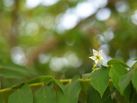 Flower of Flacourtia rukam Tree with Natural Morning Light and Green Nature Background in Thailandの写真素材