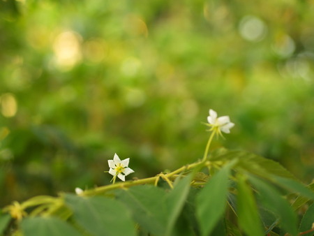 Flower of Flacourtia rukam Tree with Natural Morning Light and Green Nature Background in Thailandの写真素材