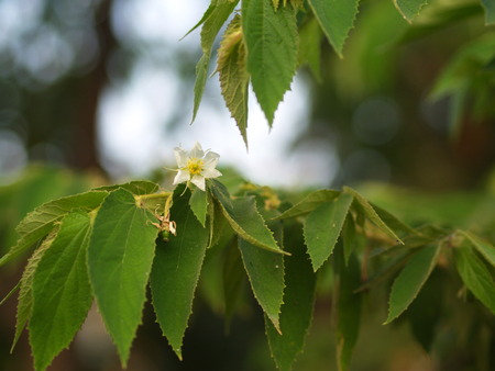Flower of Flacourtia rukam Tree with Natural Morning Light and Green Nature Background in Thailandの写真素材