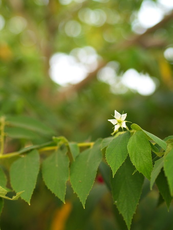 Flower of Flacourtia rukam Tree with Natural Morning Light and Green Nature Background in Thailandの写真素材