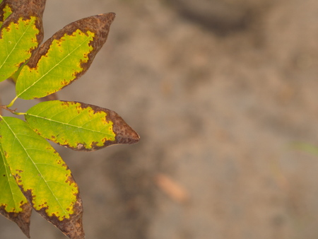 Burn leaf , Green Leaf Background, Green Concept for Organic Lifeの写真素材
