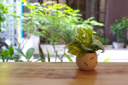 The Pothos with a Natural Light in the Morning Summer Dayの写真素材