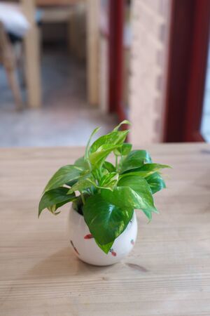 The Pothos with a Natural Light in the Morning Summer Dayの写真素材