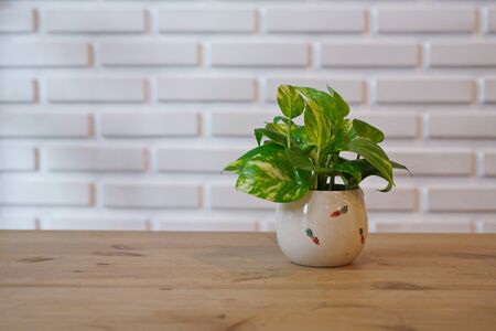 The Pothos with a Natural Light in the Morning Summer Dayの写真素材