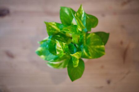 The Pothos with a Natural Light in the Morning Summer Day
