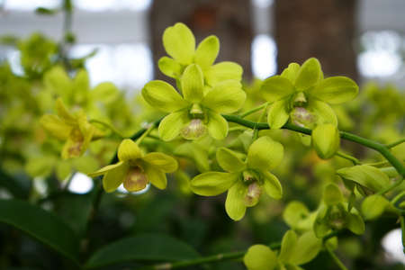 Beautiful Multi-Color Close-Up Orchid Flowers in The Garden. Natrual Light.の写真素材
