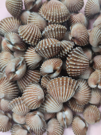 Tegillarca granosa or also known as a cockle , Blood clam. Close Up Shot. After Cooked. With Thai Spicy Seafood Sauce. Popular Local Thai Food.の写真素材