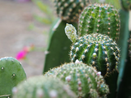 Cactus  Pot in the garden, Cactus thorns, Close up thorns of cactus, Cactus Background. Selective Focus.の写真素材