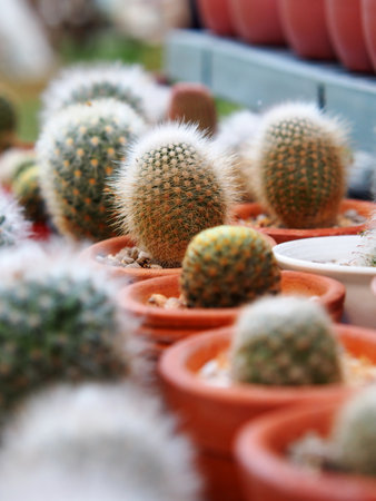 Cactus  Pot in the garden, Cactus thorns, Close up thorns of cactus, Cactus Background. Selective Focus.の写真素材