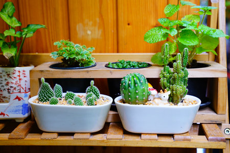 Cactus  Pot in the garden, Cactus thorns, Close up thorns of cactus, Cactus Background. Selective Focus.の写真素材