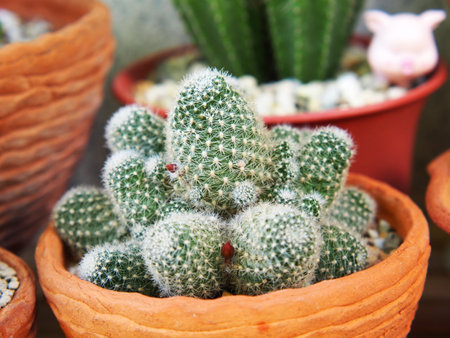 Cactus  Pot in the garden, Cactus thorns, Close up thorns of cactus, Cactus Background. Selective Focus.の写真素材