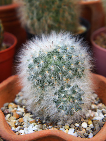 Cactus  Pot in the garden, Cactus thorns, Close up thorns of cactus, Cactus Background. Selective Focus.の写真素材