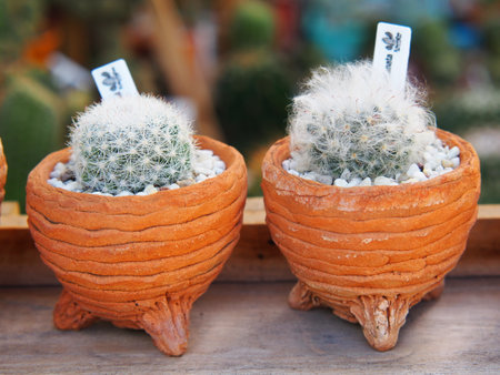 Cactus  Pot in the garden, Cactus thorns, Close up thorns of cactus, Cactus Background. Selective Focus.の写真素材
