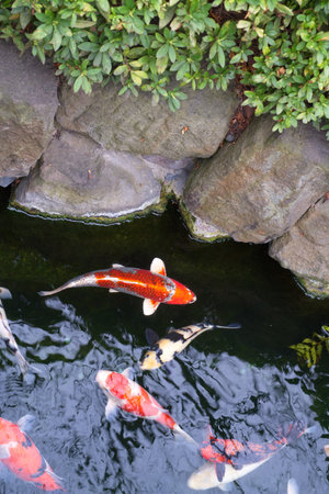 Japan Golden Fancy carps and koi fishes in the pond. Popular pets for relaxation and feng shui meaning. Popular pets among people. Asians love to raise it for good fortune.の写真素材