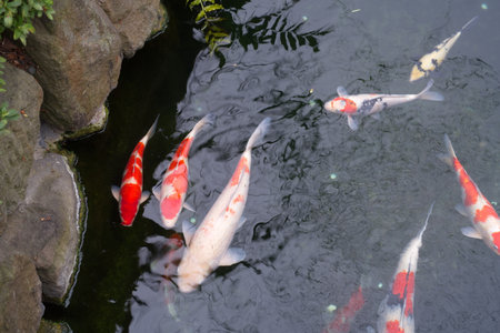 Japan Golden Fancy carps and koi fishes in the pond. Popular pets for relaxation and feng shui meaning. Popular pets among people. Asians love to raise it for good fortune.の写真素材
